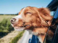 The Dog Parent’s Summer Survival List: Five Essentials for Happy Pets