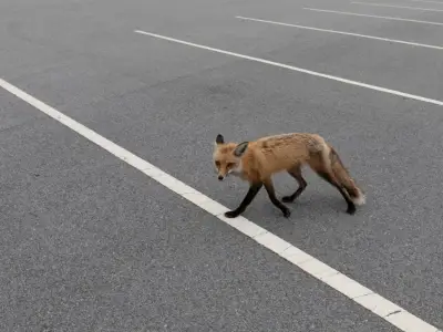 Brookline issues coyote warning after 2 attack dog