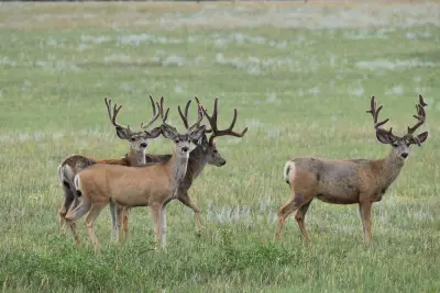 Colorado hikers can keep an eye out for antlers during ‘shed hunting’ season