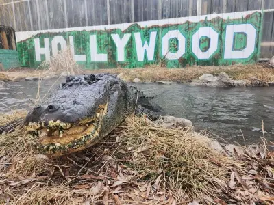 Alligator from ‘Happy Gilmore’ dead, but will continue to scare children for ‘years to come’
