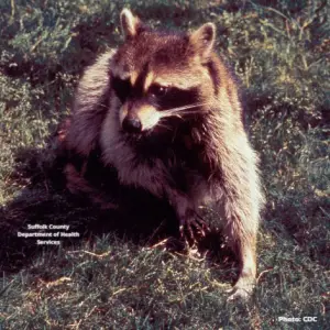 Long Island on edge as 5 rabid raccoons found, officials issue health warning