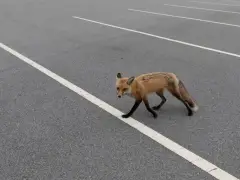 Brookline issues coyote warning after 2 attack dog
