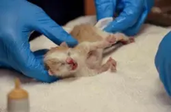 Pet food rep finds 5-day old kittens zip-tied, brings them to Helen Woodward center