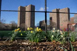 How community activists, police and residents drove down shootings in East Harlem