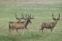 Colorado hikers can keep an eye out for antlers during ‘shed hunting’ season