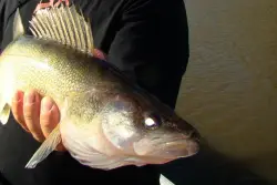 Walleyes take center stage as Minnesota Fishing Opener approaches