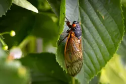Massachusetts, the cicadas are coming: ‘They can be really loud, as loud as a chainsaw’