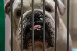 Letters: New leadership will unlock S.J. animal shelter reform