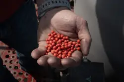 US soybean exports may fall 20% without China trade deal, AgResource says