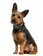 Concerned about dog’s mouth tumor