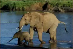 Animal rights lawyers threaten to sue over Renaissance Festival elephants