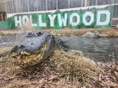 Alligator from ‘Happy Gilmore’ dead, but will continue to scare children for ‘years to come’