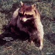Long Island on edge as 5 rabid raccoons found, officials issue health warning